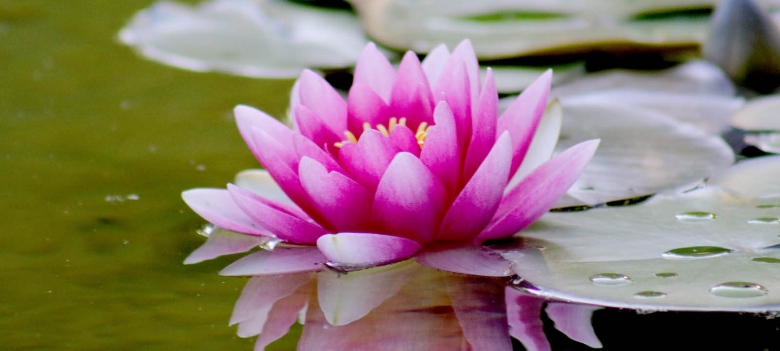 Buddhist Psychotherapy